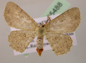  (Cyclophora urcearia - BC ZSM Lep 05488)  @14 [ ] CreativeCommons - Attribution Non-Commercial Share-Alike (2010) Axel Hausmann SNSB, Zoologische Staatssammlung Muenchen