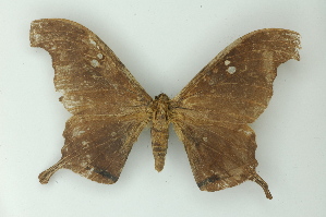  ( - BC ZSM Lep 15494)  @11 [ ] CreativeCommons - Attribution Non-Commercial Share-Alike (2010) Axel Hausmann SNSB, Zoologische Staatssammlung Muenchen