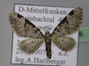  (Eupithecia insigniata - BC ZSM Lep 22776)  @14 [ ] Copyright (2010) Axel Hausmann/Bavarian State Collection of Zoology (ZSM) SNSB, Zoologische Staatssammlung Muenchen