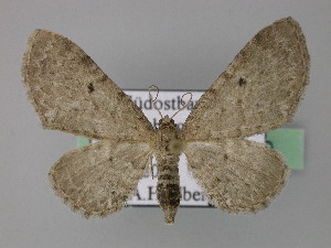  (Eupithecia veratraria - BC ZSM Lep 22790)  @14 [ ] Copyright (2010) Axel Hausmann/Bavarian State Collection of Zoology (ZSM) SNSB, Zoologische Staatssammlung Muenchen