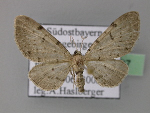  (Eupithecia expallidata - BC ZSM Lep 22797)  @14 [ ] Copyright (2010) Axel Hausmann/Bavarian State Collection of Zoology (ZSM) SNSB, Zoologische Staatssammlung Muenchen