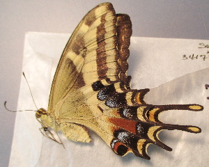  ( - BC ZSM Lep 91495)  @14 [ ] CreativeCommons - Attribution Non-Commercial Share-Alike (2016) SNSB, Staatliche Naturwissenschaftliche Sammlungen Bayerns ZSM (SNSB, Zoologische Staatssammlung Muenchen)
