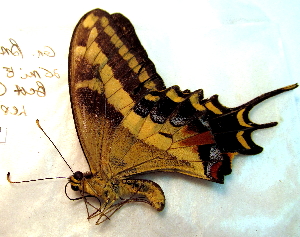  ( - BC ZSM Lep 91497)  @14 [ ] CreativeCommons - Attribution Non-Commercial Share-Alike (2016) SNSB, Staatliche Naturwissenschaftliche Sammlungen Bayerns ZSM (SNSB, Zoologische Staatssammlung Muenchen)