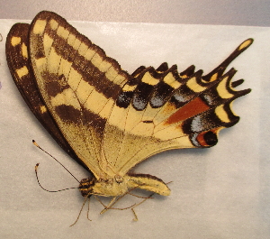  ( - BC ZSM Lep 91498)  @14 [ ] CreativeCommons - Attribution Non-Commercial Share-Alike (2016) SNSB, Staatliche Naturwissenschaftliche Sammlungen Bayerns ZSM (SNSB, Zoologische Staatssammlung Muenchen)
