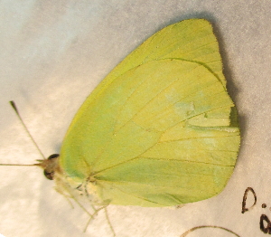  ( - BC ZSM Lep 91510)  @13 [ ] CreativeCommons - Attribution Non-Commercial Share-Alike (2016) SNSB, Staatliche Naturwissenschaftliche Sammlungen Bayerns ZSM (SNSB, Zoologische Staatssammlung Muenchen)
