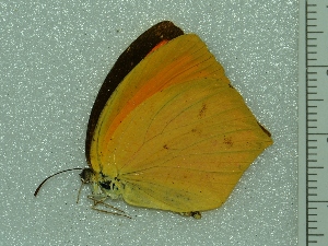  ( - BC ZSM Lep 93790)  @12 [ ] CreativeCommons - Attribution Non-Commercial Share-Alike (2016) SNSB, Staatliche Naturwissenschaftliche Sammlungen Bayerns ZSM (SNSB, Zoologische Staatssammlung Muenchen)