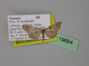  (Tephronia yemenitica - BC ZSM Lep 19664)  @13 [ ] CreativeCommons - Attribution Non-Commercial Share-Alike (2010) Axel Hausmann SNSB, Zoologische Staatssammlung Muenchen