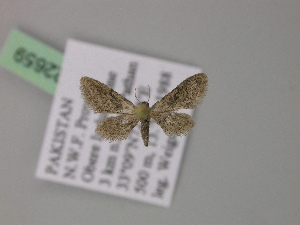  (Idaea sordaria - BC ZSM Lep 22659)  @11 [ ] CreativeCommons - Attribution Non-Commercial Share-Alike (2010) Axel Hausmann SNSB, Zoologische Staatssammlung Muenchen