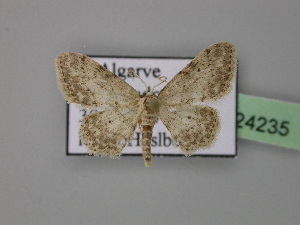  (Idaea incisaria - BC ZSM Lep 24235)  @14 [ ] CreativeCommons - Attribution Non-Commercial Share-Alike (2010) Axel Hausmann SNSB, Zoologische Staatssammlung Muenchen