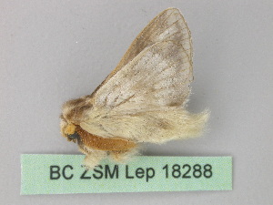 ( - BC ZSM Lep 18288)  @13 [ ] CreativeCommons - Attribution Non-Commercial Share-Alike (2010) Axel Hausmann SNSB, Zoologische Staatssammlung Muenchen