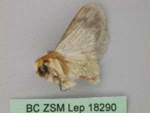  ( - BC ZSM Lep 18290)  @13 [ ] CreativeCommons - Attribution Non-Commercial Share-Alike (2010) Axel Hausmann SNSB, Zoologische Staatssammlung Muenchen