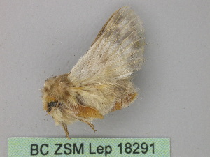 ( - BC ZSM Lep 18291)  @13 [ ] CreativeCommons - Attribution Non-Commercial Share-Alike (2010) Axel Hausmann SNSB, Zoologische Staatssammlung Muenchen