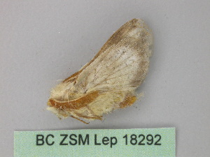  ( - BC ZSM Lep 18292)  @13 [ ] CreativeCommons - Attribution Non-Commercial Share-Alike (2010) Axel Hausmann SNSB, Zoologische Staatssammlung Muenchen