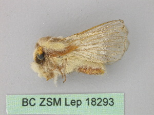  ( - BC ZSM Lep 18293)  @13 [ ] CreativeCommons - Attribution Non-Commercial Share-Alike (2010) Axel Hausmann SNSB, Zoologische Staatssammlung Muenchen