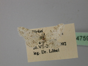  (Eupithecia inconspicuata - BC ZSM Lep 24759)  @12 [ ] CreativeCommons - Attribution Non-Commercial Share-Alike (2010) Axel Hausmann SNSB, Zoologische Staatssammlung Muenchen