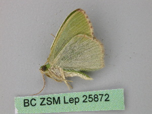  ( - BC ZSM Lep 25872)  @13 [ ] CreativeCommons - Attribution Non-Commercial Share-Alike (2010) Axel Hausmann SNSB, Zoologische Staatssammlung Muenchen