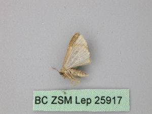  (Idaea AH19Pe - BC ZSM Lep 25917)  @11 [ ] CreativeCommons - Attribution Non-Commercial Share-Alike (2010) Axel Hausmann SNSB, Zoologische Staatssammlung Muenchen