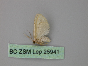  (Idaea AH10Pe - BC ZSM Lep 25941)  @13 [ ] CreativeCommons - Attribution Non-Commercial Share-Alike (2010) Axel Hausmann SNSB, Zoologische Staatssammlung Muenchen