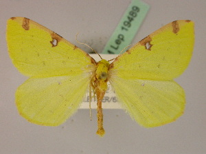  ( - BC ZSM Lep 19489)  @13 [ ] CreativeCommons - Attribution Non-Commercial Share-Alike (2010) Axel Hausmann SNSB, Zoologische Staatssammlung Muenchen