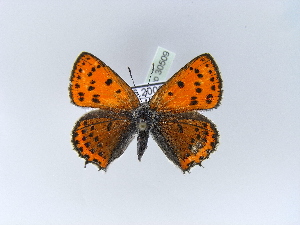  (Lycaena thersamon - BC ZSM Lep 30509)  @13 [ ] CreativeCommons - Attribution Non-Commercial Share-Alike (2010) Axel Hausmann SNSB, Zoologische Staatssammlung Muenchen