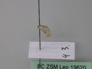  ( - BC ZSM Lep 19620)  @12 [ ] CreativeCommons - Attribution Non-Commercial Share-Alike (2010) Axel Hausmann SNSB, Zoologische Staatssammlung Muenchen