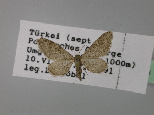  (Eupithecia AH14Tr - BC ZSM Lep 24749)  @11 [ ] CreativeCommons - Attribution Non-Commercial Share-Alike (2010) Axel Hausmann SNSB, Zoologische Staatssammlung Muenchen