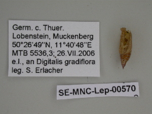  ( - SE MNC Lep 00570)  @12 [ ] Copyright (2010) Sven Erlacher Museum fuer Naturkunde, Chemnitz