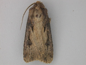  (Agrotis ipsilonAH01Cl - BC ZSM Lep 26853)  @13 [ ] CreativeCommons - Attribution Non-Commercial Share-Alike (2010) Axel Hausmann SNSB, Zoologische Staatssammlung Muenchen