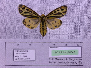  ( - BC AB Lep 00046)  @12 [ ] Copyright (2010) Andreas Bergmann Research Collection of Andreas Bergmann