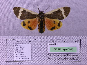  (Oronus tancrei alaica - BC AB Lep 00062)  @13 [ ] Copyright (2010) Andreas Bergmann Research Collection of Andreas Bergmann