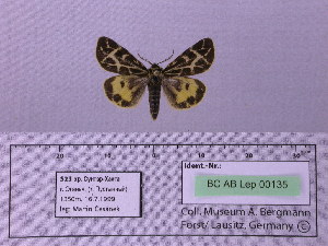  (Sibirarctia buraetica chajataensis - BC AB Lep 00135)  @13 [ ] Copyright (2010) Andreas Bergmann Research Collection of Andreas Bergmann