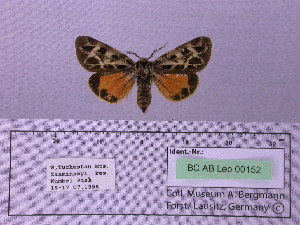  (Palearctia gratiosa flavoala - BC AB Lep 00152)  @12 [ ] Copyright (2010) Andreas Bergmann Research Collection of Andreas Bergmann