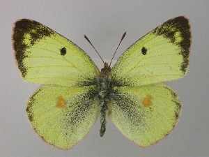  (Colias alfacariensis - BC ZSM Lep 32142)  @14 [ ] CreativeCommons - Attribution Non-Commercial Share-Alike (2010) Axel Hausmann SNSB, Zoologische Staatssammlung Muenchen