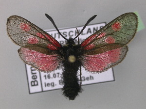  (Zygaena - BC ZSM Lep 32154)  @16 [ ] CreativeCommons - Attribution Non-Commercial Share-Alike (2010) Axel Hausmann SNSB, Zoologische Staatssammlung Muenchen