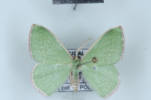  ( - BC NP 0454)  @11 [ ] Copyright (2010) Norbert Poell Research Collection of Norbert Poell