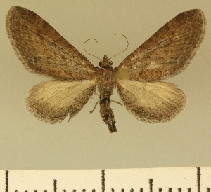  (Eupithecia hypophasma - JLC ZW Lep 00008)  @15 [ ] Copyright (2010) Juergen Lenz Research Collection of Juergen Lenz