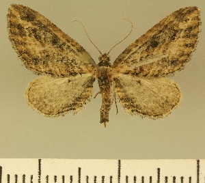  (Eupithecia BOLD:AAM0373 - JLC ZW Lep 00009)  @14 [ ] Copyright (2010) Juergen Lenz Research Collection of Juergen Lenz