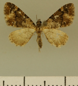  (Eupithecia JLCZW00022 - JLC ZW Lep 00022)  @11 [ ] Copyright (2010) Juergen Lenz Research Collection of Juergen Lenz