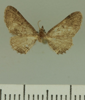  (Eupithecia JLCZW00035 - JLC ZW Lep 00035)  @11 [ ] Copyright (2010) Juergen Lenz Research Collection of Juergen Lenz