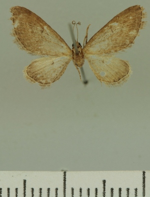  (Eupithecia JLCZW00040 - JLC ZW Lep 00040)  @11 [ ] Copyright (2010) Juergen Lenz Research Collection of Juergen Lenz