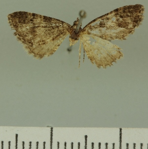 (Eupithecia JLCZW00041 - JLC ZW Lep 00041)  @11 [ ] Copyright (2010) Juergen Lenz Research Collection of Juergen Lenz