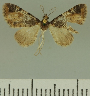  (Eupithecia JLCZW00042 - JLC ZW Lep 00042)  @11 [ ] Copyright (2010) Juergen Lenz Research Collection of Juergen Lenz