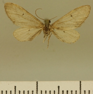  (Eupithecia BOLD:AAP4134 - JLC ZW Lep 00094)  @12 [ ] Copyright (2010) Juergen Lenz Research Collection of Juergen Lenz