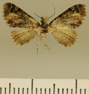  (Eupithecia dilucida - JLC ZW Lep 00095)  @14 [ ] Copyright (2010) Juergen Lenz Research Collection of Juergen Lenz