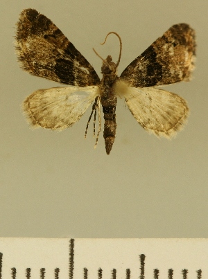  (Eupithecia JLCZW00104 - JLC ZW Lep 00104)  @11 [ ] Copyright (2010) Juergen Lenz Research Collection of Juergen Lenz