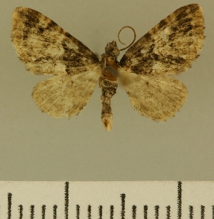  (Eupithecia JLCZW00119 - JLC ZW Lep 00119)  @11 [ ] Copyright (2010) Juergen Lenz Research Collection of Juergen Lenz