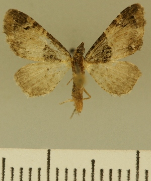  (Eupithecia JLCZW00121 - JLC ZW Lep 00121)  @11 [ ] Copyright (2010) Juergen Lenz Research Collection of Juergen Lenz
