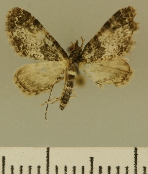  (Eupithecia JLCZW00123 - JLC ZW Lep 00123)  @11 [ ] Copyright (2010) Juergen Lenz Research Collection of Juergen Lenz