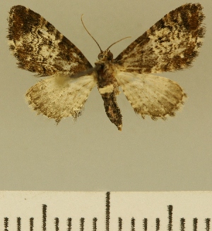  (Eupithecia JLCZW00124 - JLC ZW Lep 00124)  @11 [ ] Copyright (2010) Juergen Lenz Research Collection of Juergen Lenz