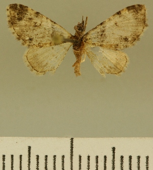  (Eupithecia JLCZW00126 - JLC ZW Lep 00126)  @11 [ ] Copyright (2010) Juergen Lenz Research Collection of Juergen Lenz